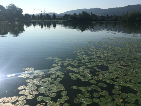 Der Moossee bietet eine einmalige Chance für ein Zentrum Fischerei